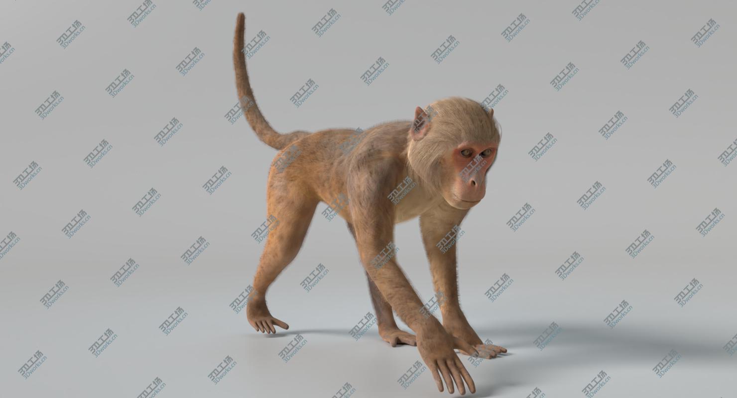 images/goods_img/2021040164/3D Monkey 2 Animated model/1.jpg